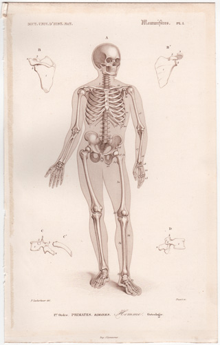 Human Skeleton